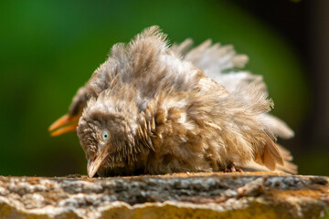 Yellow billed babbler