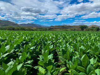 field of tobacco