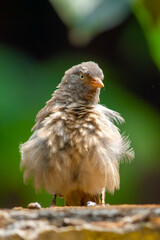 Yellow billed babbler