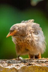 Yellow billed babbler