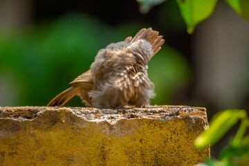 Yellow billed babbler