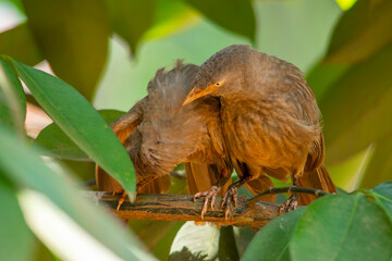 Yellow billed babbler