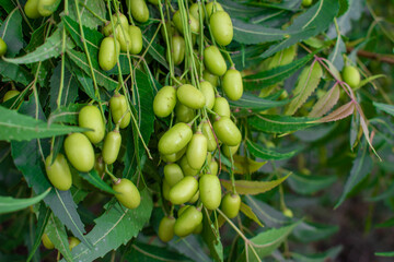 Fresh Neem fruit on tree with leaf on nature background, A leaves of neem tree and fruits growing natural medicinal
