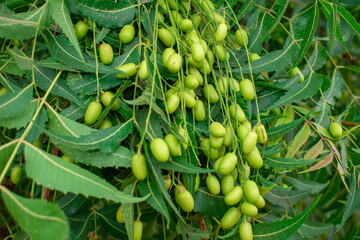Fresh Neem fruit on tree with leaf on nature background, A leaves of neem tree and fruits growing natural medicinal