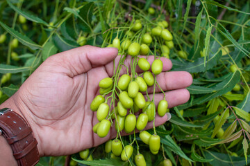 Fresh Neem fruit on tree with leaf on nature background, A leaves of neem tree and fruits growing natural medicinal