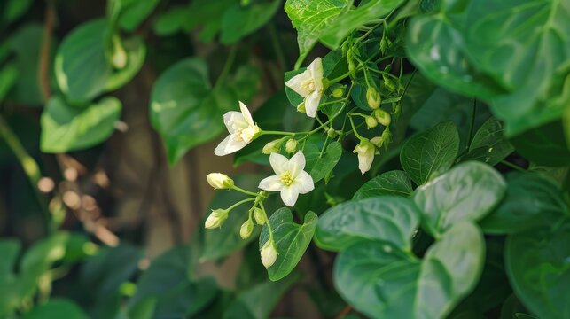 Basella alba is a perennial vine that is edible and belongs to the Basellaceae family typically located in tropical regions of Asia and Africa
