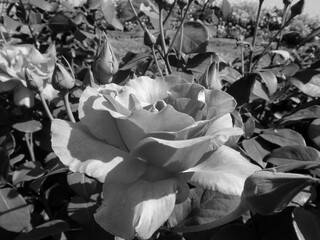 白黒写真のバラの花