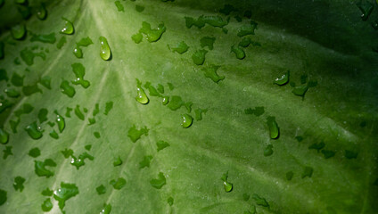 Green Philodendron leaf with water drop and sunlight, Nature texture background