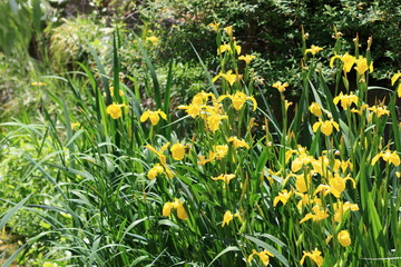 Yellow flowers that feel spring,Yellow Iris