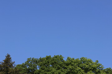 Obraz premium Young leaves and beautiful blue sky in May