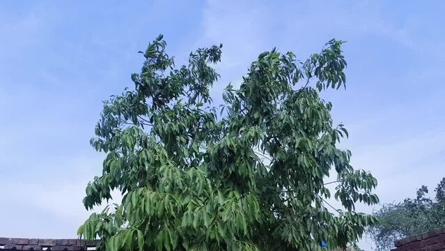 Black plum tree also known as Jamun tree waving heavily because of stormy weather.