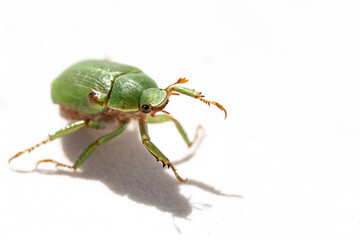 green bug isolated on white