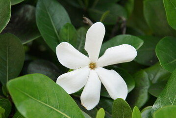 Obraz premium Gardenia Taitensis Flower