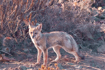 Chilla Fox from noth of Chile
