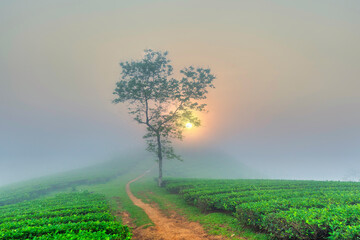 Alone tree in tea plantation with morning mist at Long Coc mountain, Phu Tho province, green tea farm at sunrise in Vietnam.