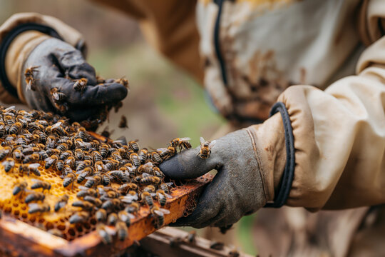Beekeeper harvesting honey from beehive.