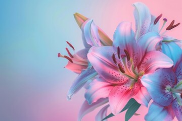 Beautiful lily flowers on gradient background with copy space for text, colorful pink and blue, hyper realistic photography