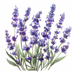 Obraz premium A beautiful watercolor painting of lavender flowers. The perfect gift for any occasion.