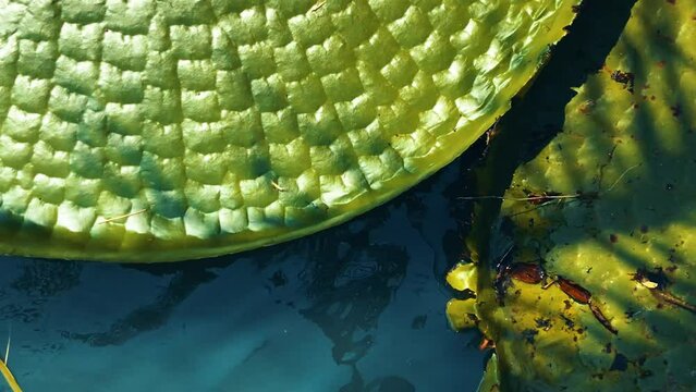 Vertical footage close up of the round-shaped big leaf or Victoria lotus leaves in the pond with beautiful sunlight reflection.