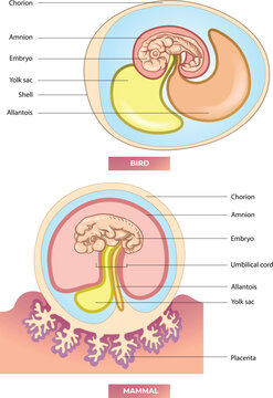 Embryo_Membranes_comparison