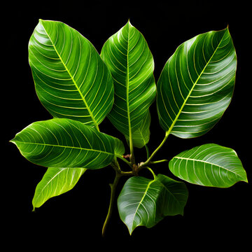 bodhi leaf ficus religiosa dry leaves with black ,Bhodi Leaves (isolation) 2,generate ai
