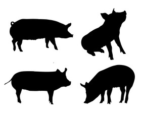 Pig animal silhouette vector