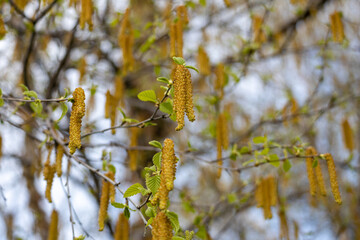 Full frame macro abstract texture background of long yellow catkin flowers suspended on the branch of a river birch tree (betula nigra)