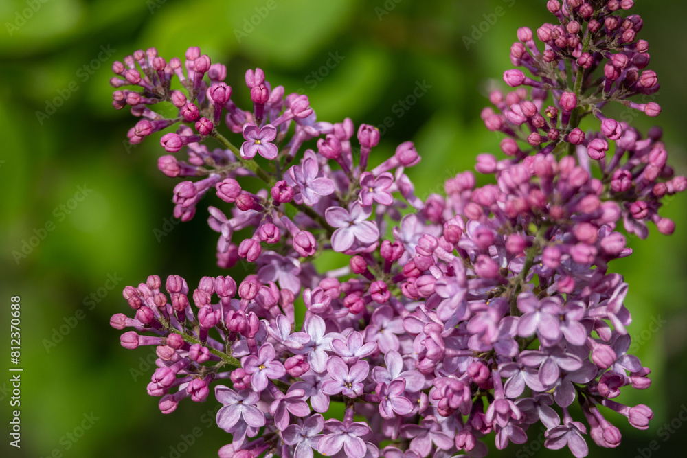 Wall mural full frame macro abstract texture background of flower buds and blossoms emerging on a persian lilac