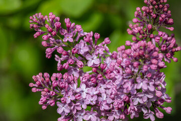 Full frame macro abstract texture background of flower buds and blossoms emerging on a Persian lilac bush (syringa persica)