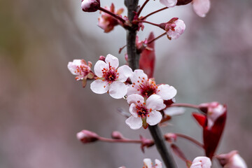 Full frame macro abstract texture background of flower blossoms on a purple leaf sand cherry bush (prunus cistena)

