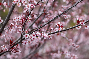 Full frame macro abstract texture background of flower blossoms on a purple leaf sand cherry bush (prunus cistena)
