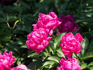植物園に咲く鮮やかなシャクヤクの花