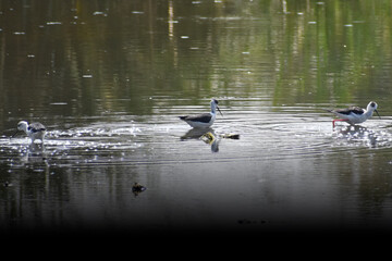 ducks on the lake