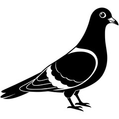 illustration of a pigeon