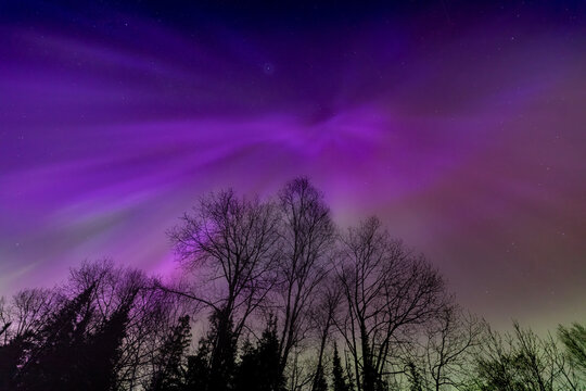 Northern lights erupt over a forest in Minnesota in a dark sky overhead shining rainbow of Aurora light