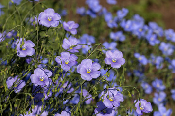 Bright delicate blue flower of ornamental flower of flax shoot against complex background. Flowers of decorative flax. Agricultural field of flax technical culture in stage of active flowering. linen