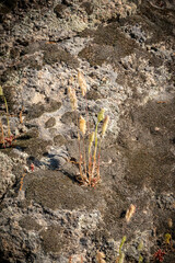 campo de flores silvestres: acianos y amapolas, símbolos de la biodiversidad y la agricultura ecológica