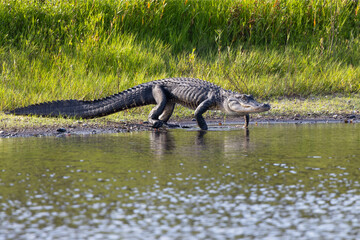 An American alligator (Alligator mississippiensis) does a high walk into the water at Myakka River...