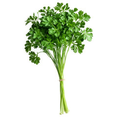 Parsley with curly leaves and stems in scattered dynamic arrangement Food and culinary concept