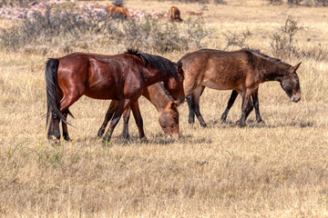 Fototapeta premium african mules and horses on the pasture on dry grass