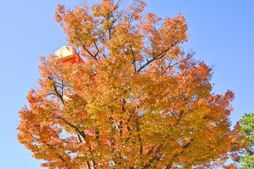 京セラ美術館の紅葉
