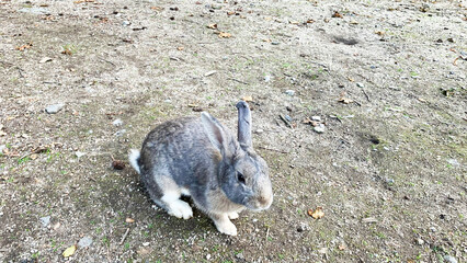 大久野島　野生のうさぎ