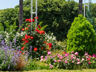 Fototapeta premium 鮮やかな花が咲く春の植物園