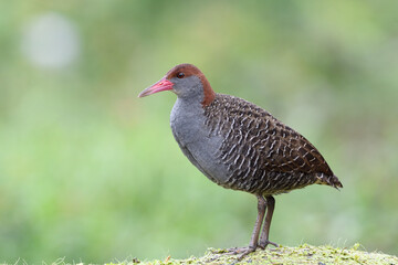 Slaty-breasted Rail