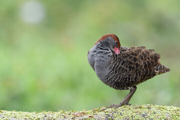 Slaty-breasted Rail