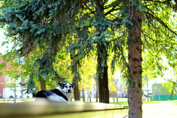 a large dog lies on a podium in a park with fir trees