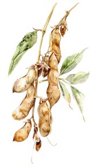watercolor painting of a branch of soybeans.