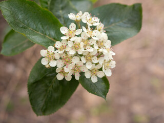Blooming chokeberry in spring day