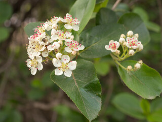 Blooming chokeberry in spring