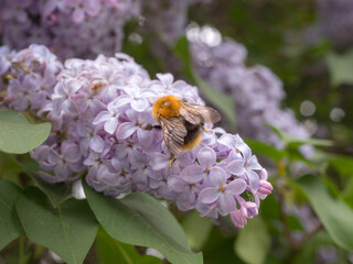 bee on lilac